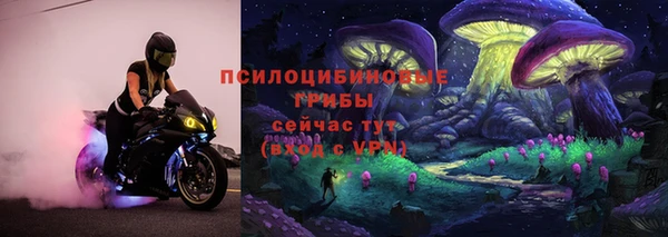 хмурый Аркадак